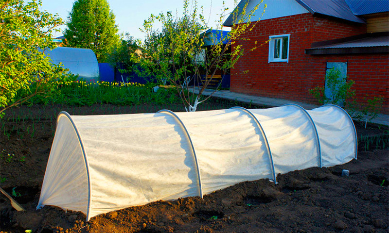 Greenhouse snowdrop - critiques et évaluations sur son utilisation