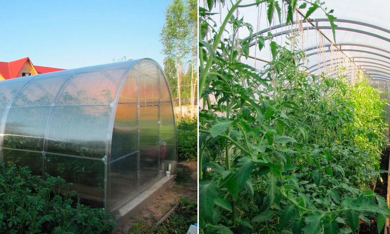 Teplitsa Kremlin - uživatelské recenze a doporučení